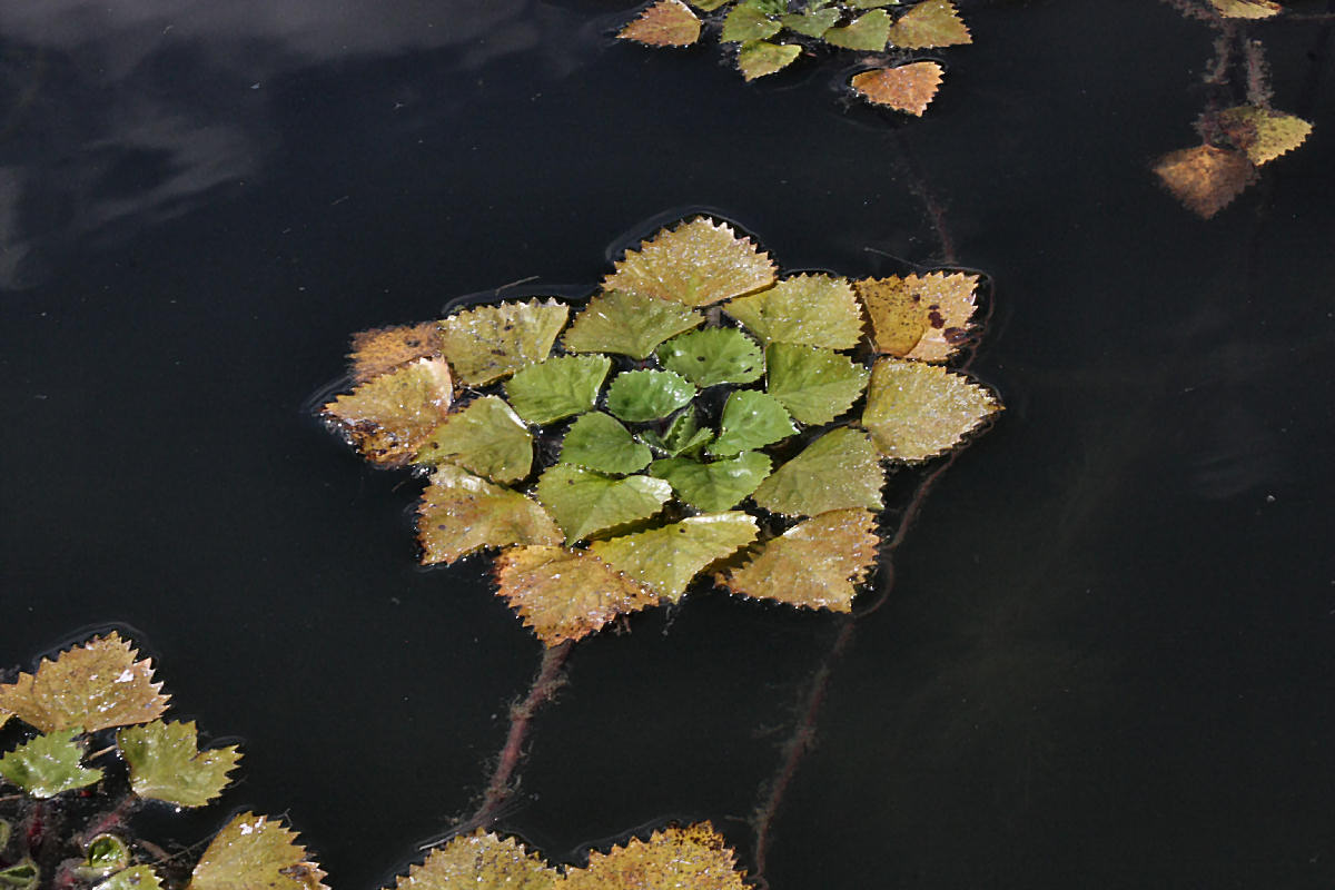 Trapa natans / Castagna d''acqua